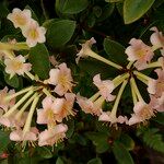 Rhododendron macgregoriae Květ