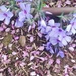Phlox divaricata Floro