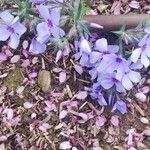 Phlox divaricata 花