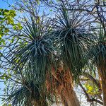 Yucca flaccida Leaf