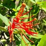 Embothrium coccineumফুল