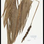 Geonoma macrostachys Плод
