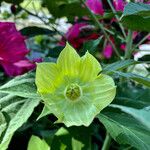 Hibiscus palustris Other