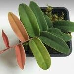 Marcgravia umbellata Hoja