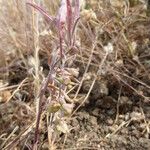 Convolvulus equitans Hábito