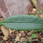 Kalanchoe aromatica Leaf