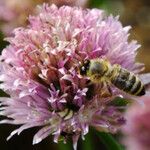Allium schoenoprasum Flor