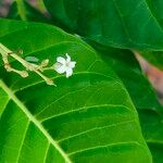 Rauvolfia viridis Flower