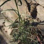 Erysimum pseudorhaeticum Likasa