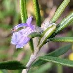 Salvia rosmarinusFlors