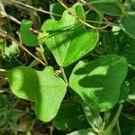 Vigna frutescens Leaf