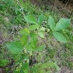 Rubus hispidus Yaprak