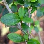 Buchozia japonica Leaf