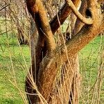 Cornus officinalis 樹皮