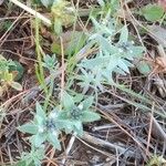 Linaria micrantha Habit