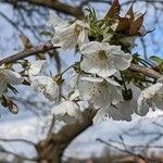 Prunus avium 花