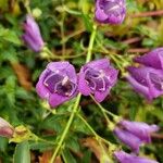 Penstemon serrulatus Kvet