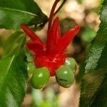 Ochna serrulata Fruit