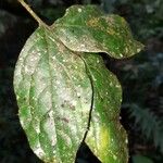 Picramnia teapensis برگ