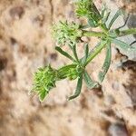 Pteranthus dichotomus Blüte