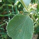 Marrubium thessalum Yaprak