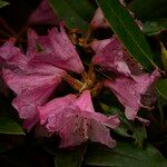 Rhododendron balfourianum Λουλούδι