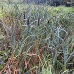 Typha latifolia आदत