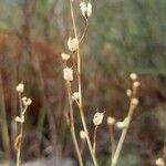 Delphinium gracile Fruct