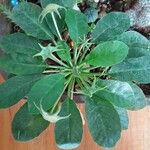 Dorstenia foetida পাতা