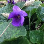 Viola odorataFlower