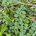 Sanguisorba verrucosa Lapas