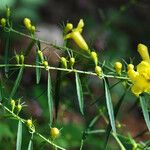 Aureolaria flava অভ্যাস