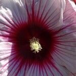 Hibiscus moscheutos Цветок