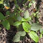 Viburnum suspensum Leaf