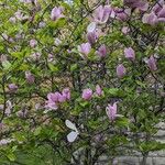 Magnolia × soulangeana Fleur