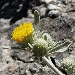 Inula verbascifolia 花