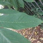 Juglans mandshurica पत्ता