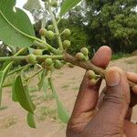 Ficus cordata Vrucht