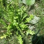 Sisymbrium austriacum Folha