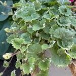 Plectranthus forsteri Blad
