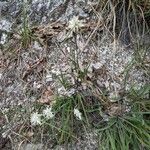 Carex baldensis Hábitos