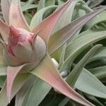Tillandsia hondurensis Hoja