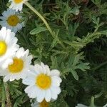 Anthemis tomentosa Листок