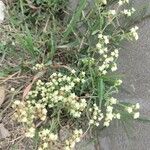 Parthenium hysterophorus Feuille