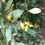 Berberis vulgaris Flower