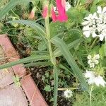 Penstemon barbatus Blad