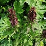 Pedicularis recutita Flor