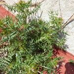 Galactites duriaei Libunga