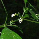 Solanum anguivi Flower