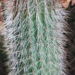 Cleistocactus hyalacanthus Liść